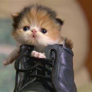 Meet your Posher, Nicole